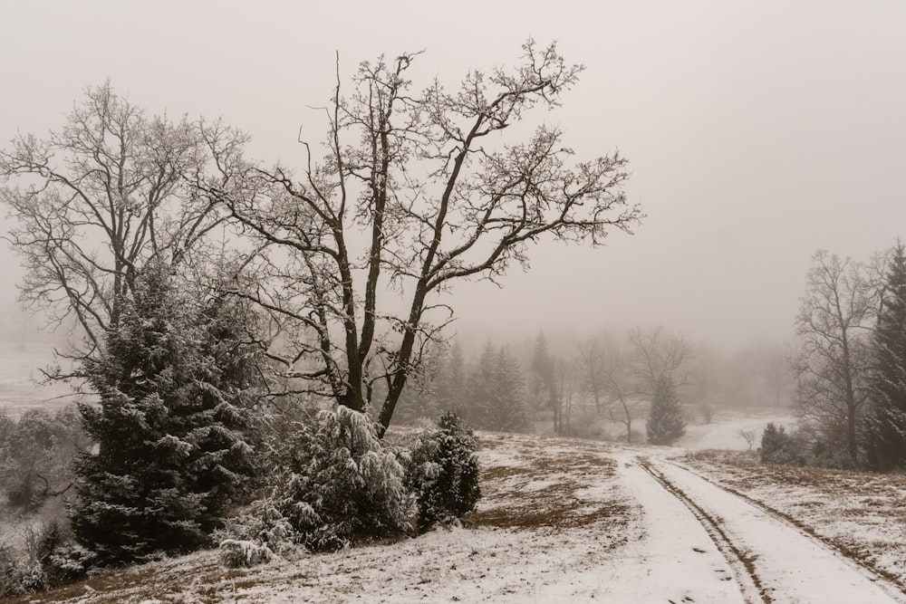 snow covered trees during daytime