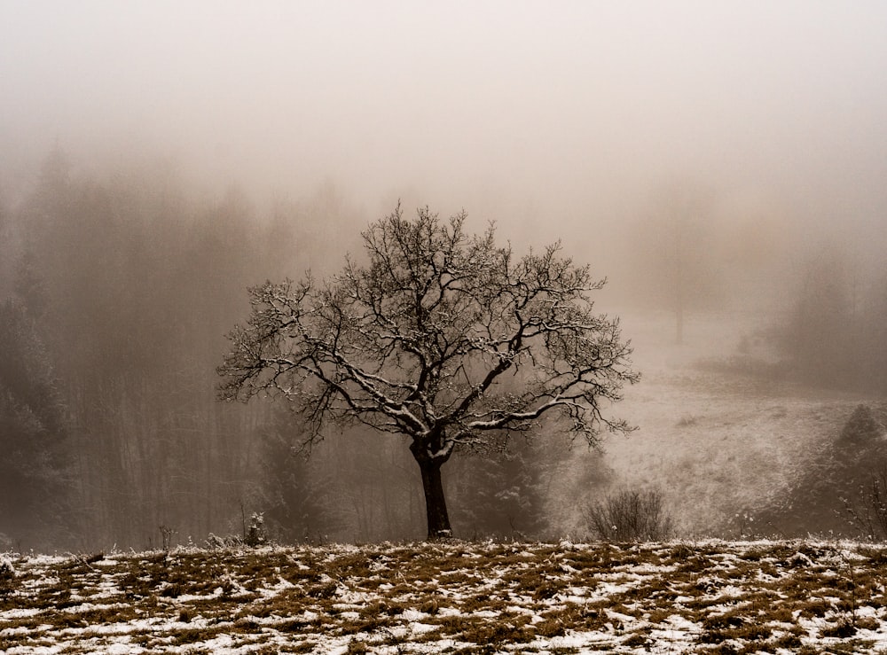 bare tree on snow covered ground