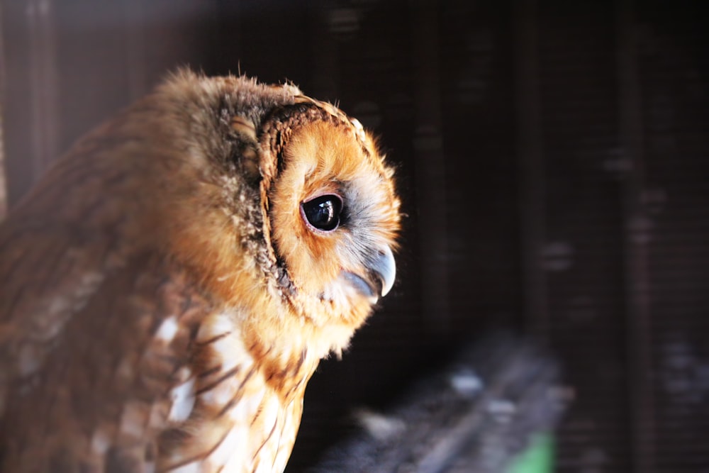 brown owl in close up photography