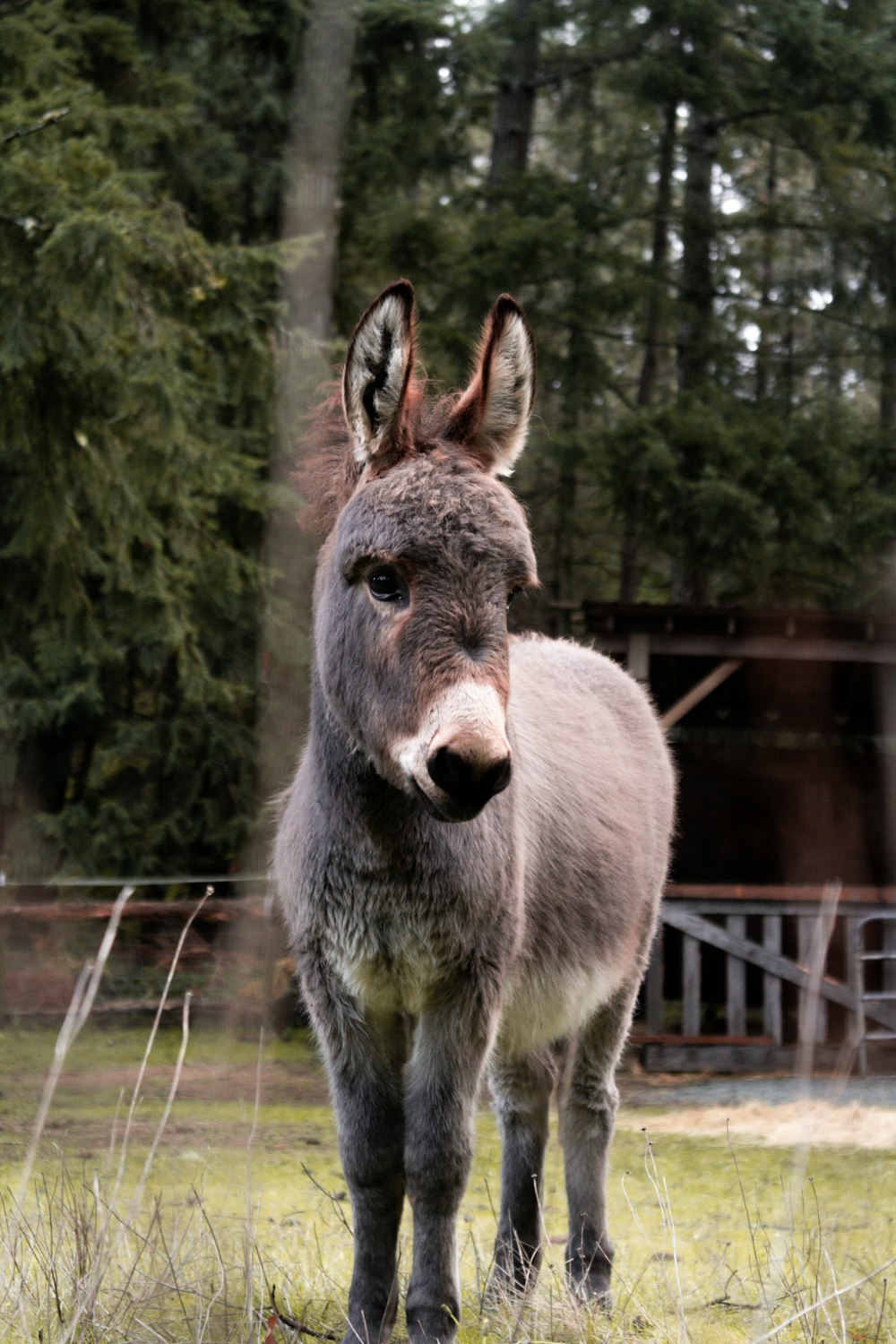 burro cinzento no campo verde da grama durante o dia