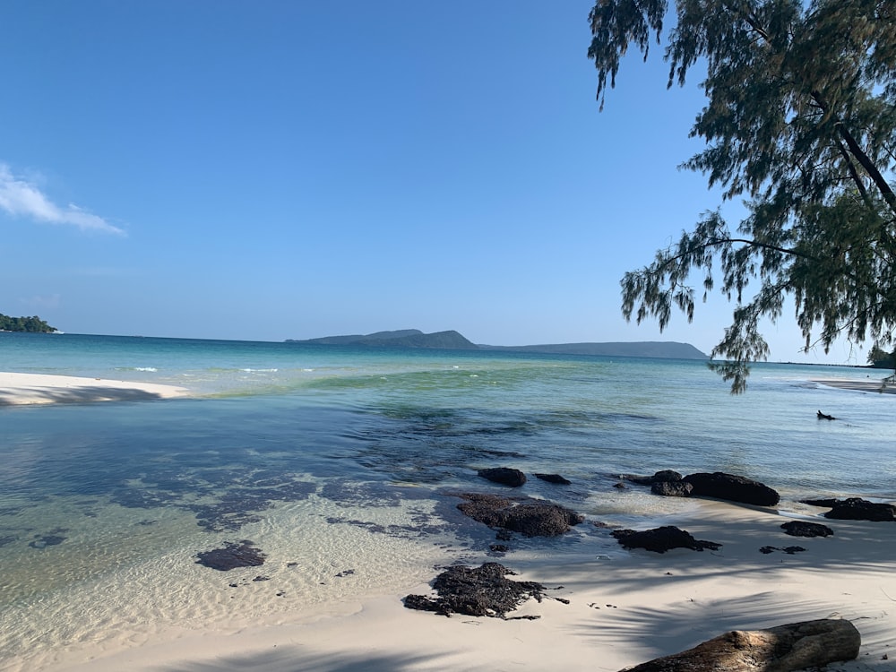 green palm tree on seashore during daytime