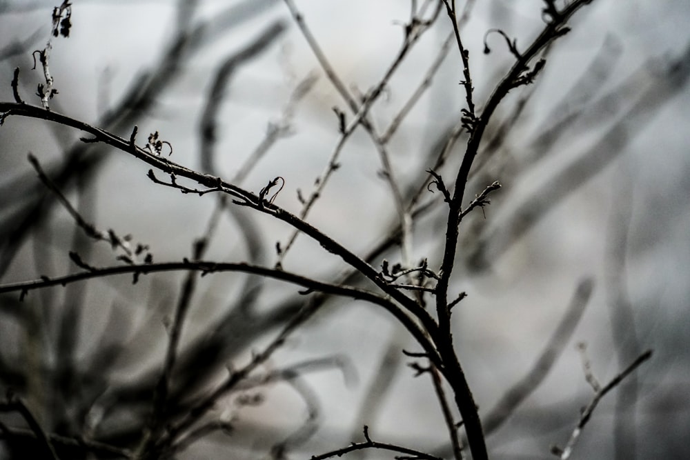 brown tree branch in tilt shift lens