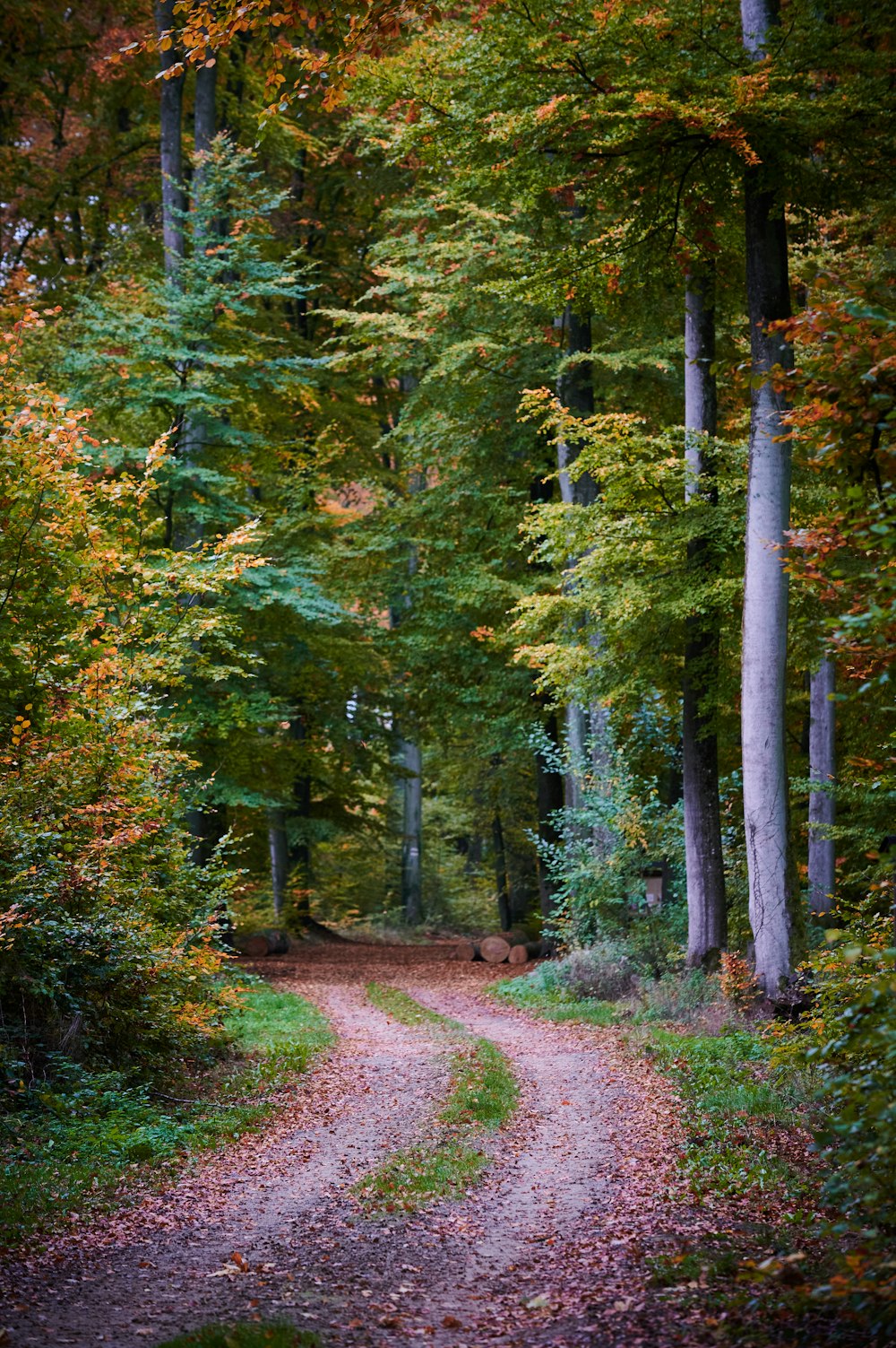 green and brown trees during daytime