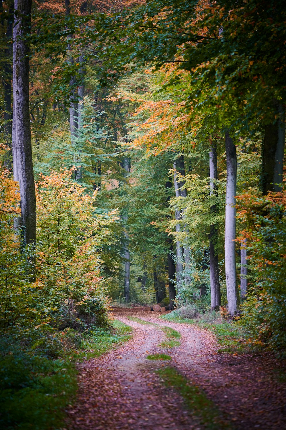 Grüne Bäume auf braunem Feldweg tagsüber