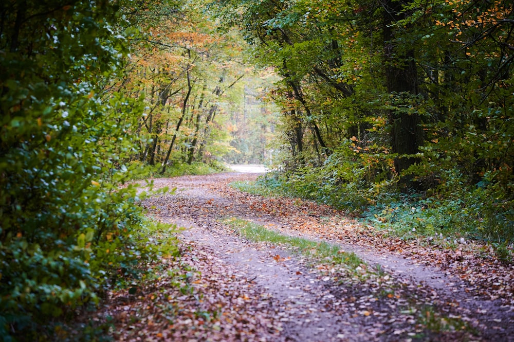 alberi verdi sulla foresta durante il giorno