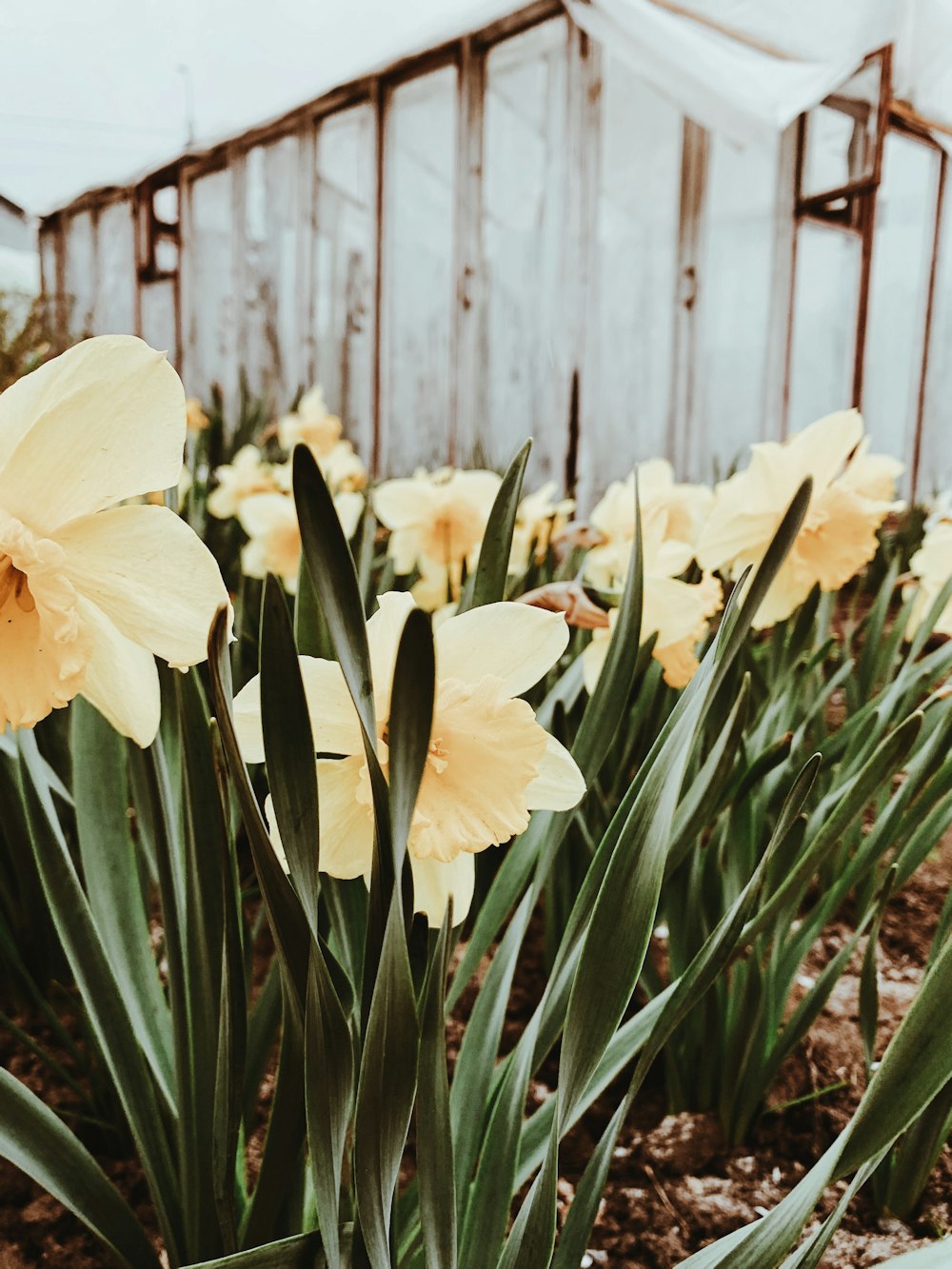 white and yellow flowers near white wooden fence during daytime