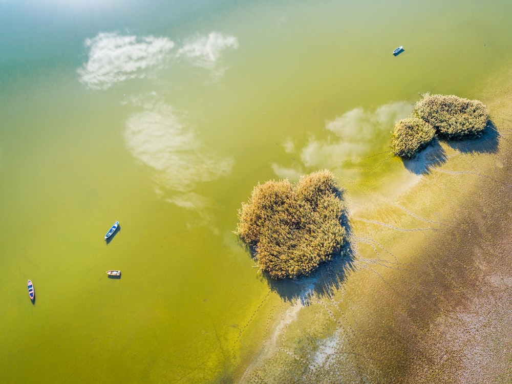 aerial view of green trees on green body of water