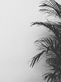 green palm tree under white sky