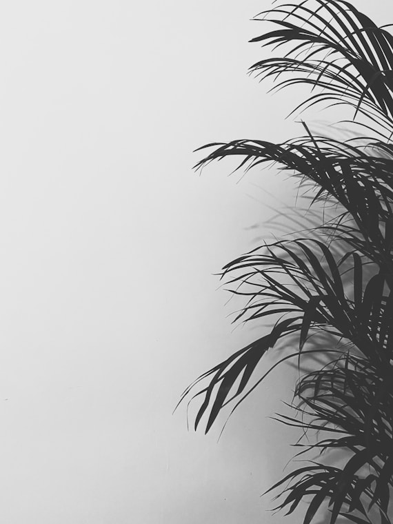 green palm tree under white sky