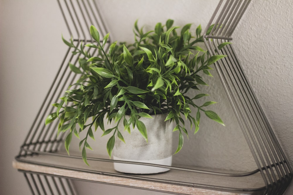 green plant on white ceramic pot