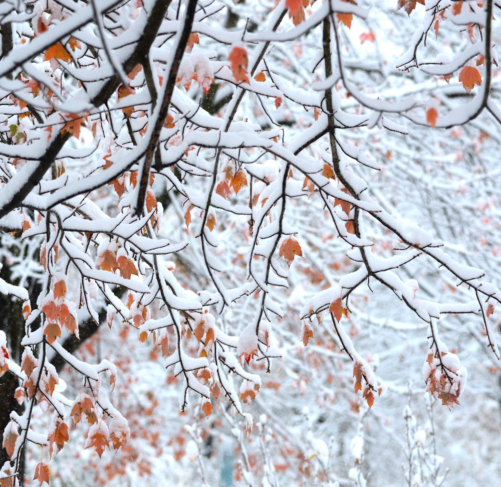 brown tree branch with white snow