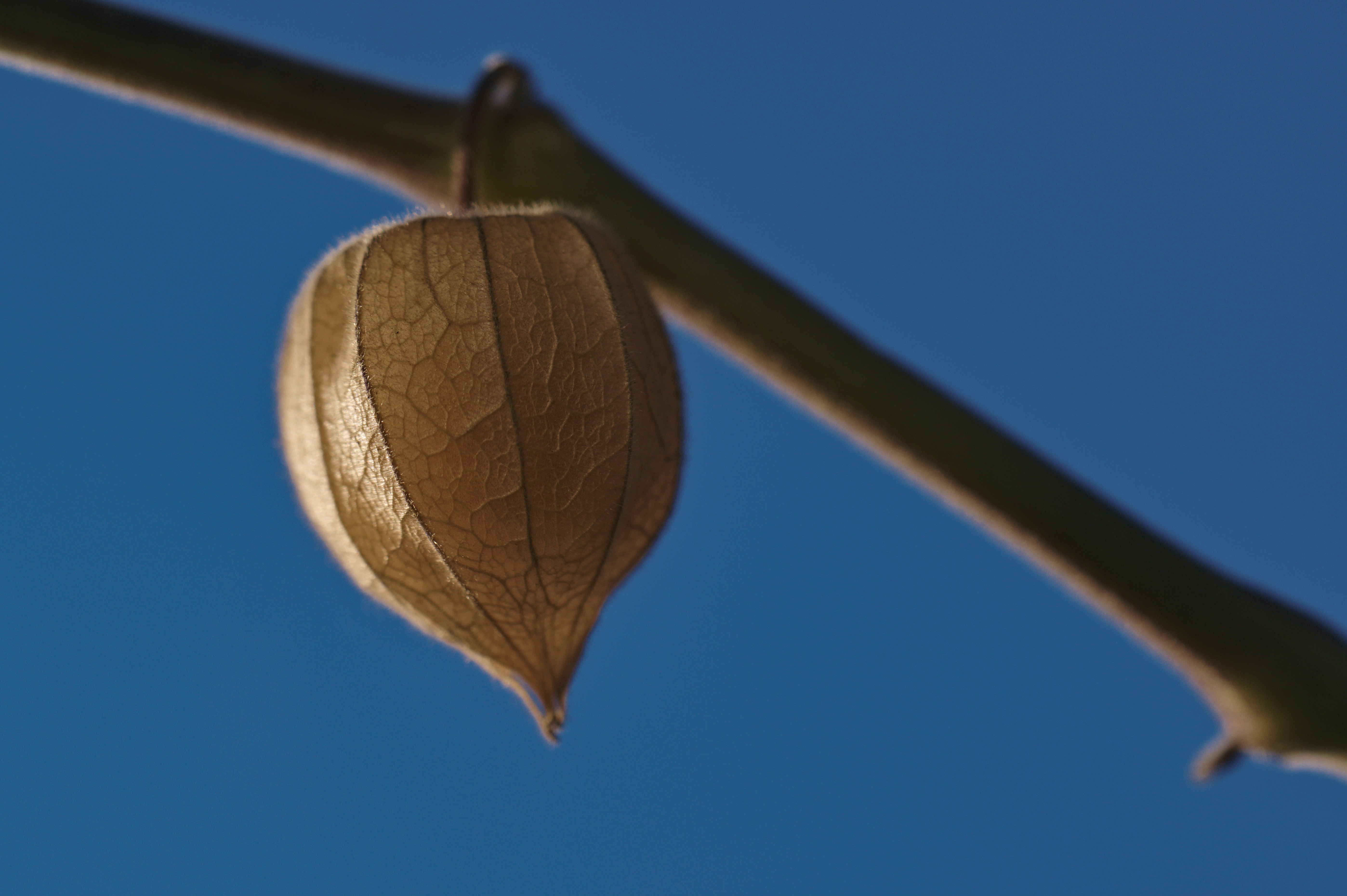 brown leaf on black metal bar during daytime