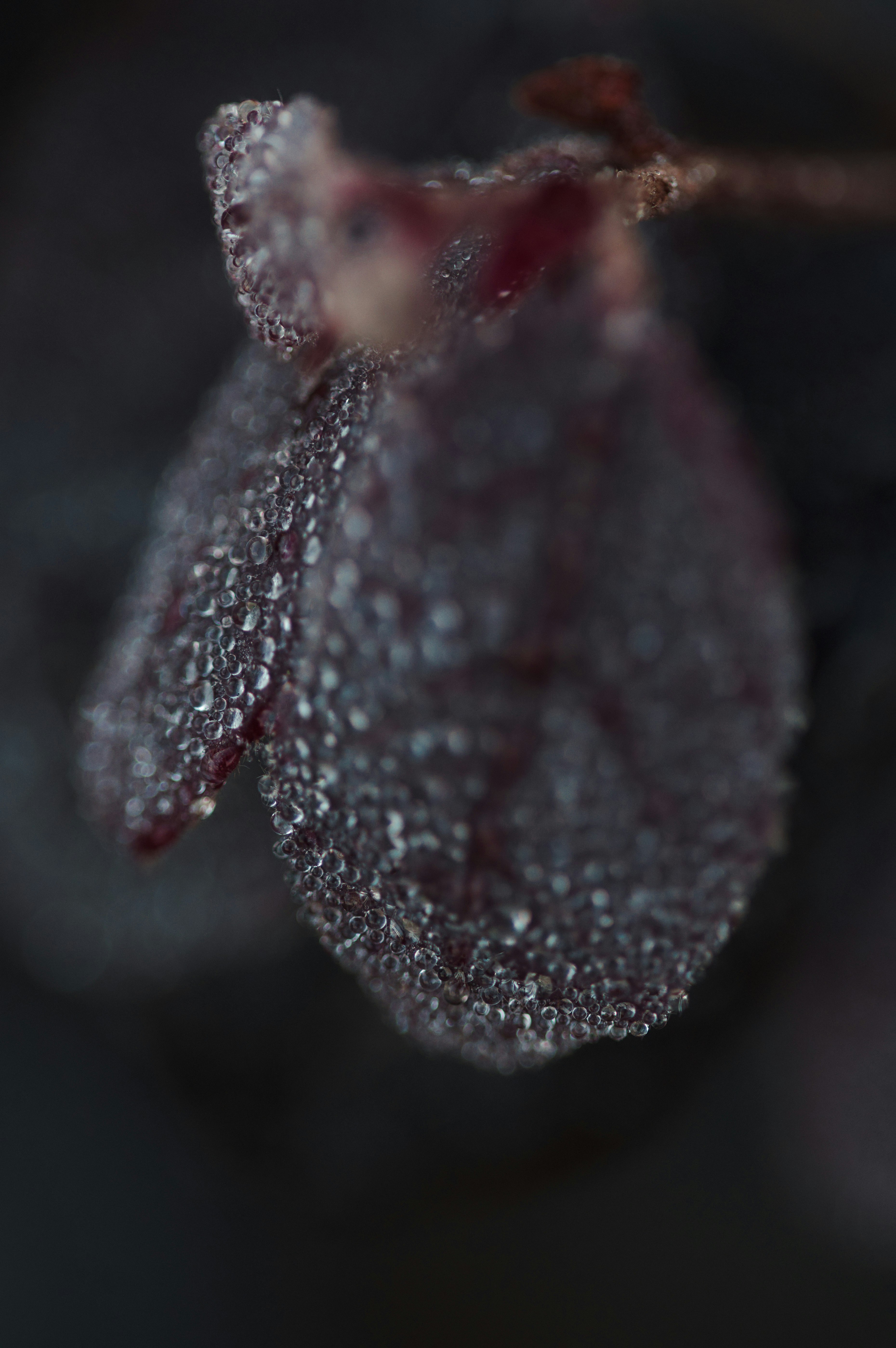 red and white flower bud in close up photography