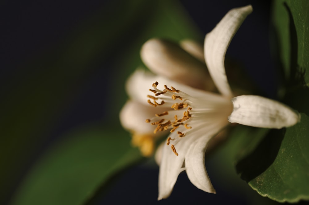 white and yellow flower in macro lens photography