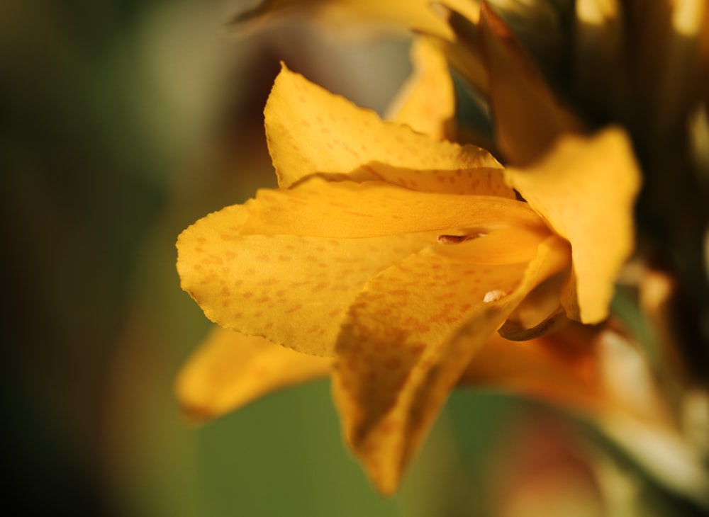 yellow flower in macro lens