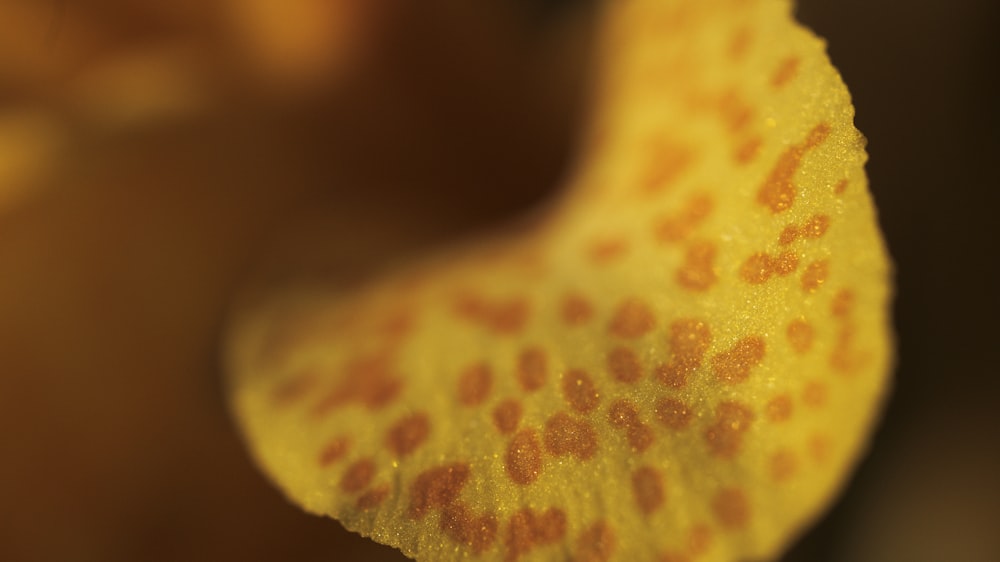 Foto folha amarela e branca em forma de estrela – Imagem de Flor grátis no  Unsplash