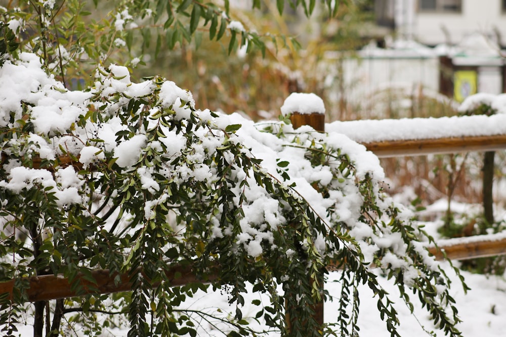 white snow on green tree during daytime