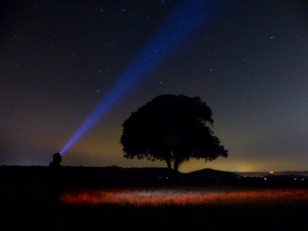 silhouette of trees under starry night