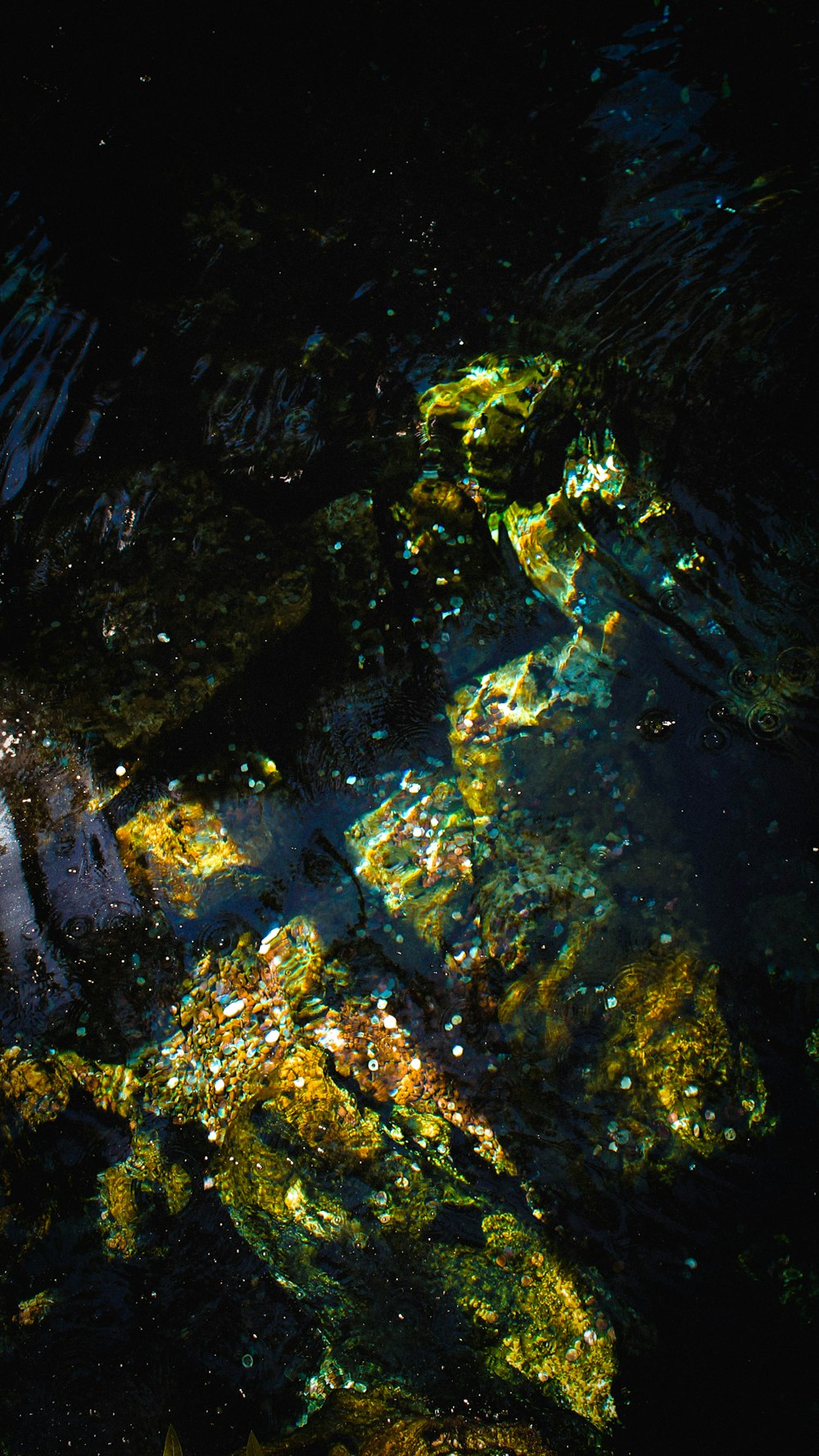 green moss on body of water