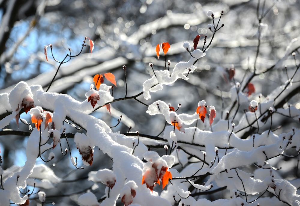 brown tree branch covered with snow