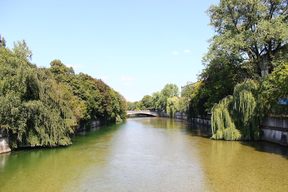 green trees beside river under blue sky during daytime