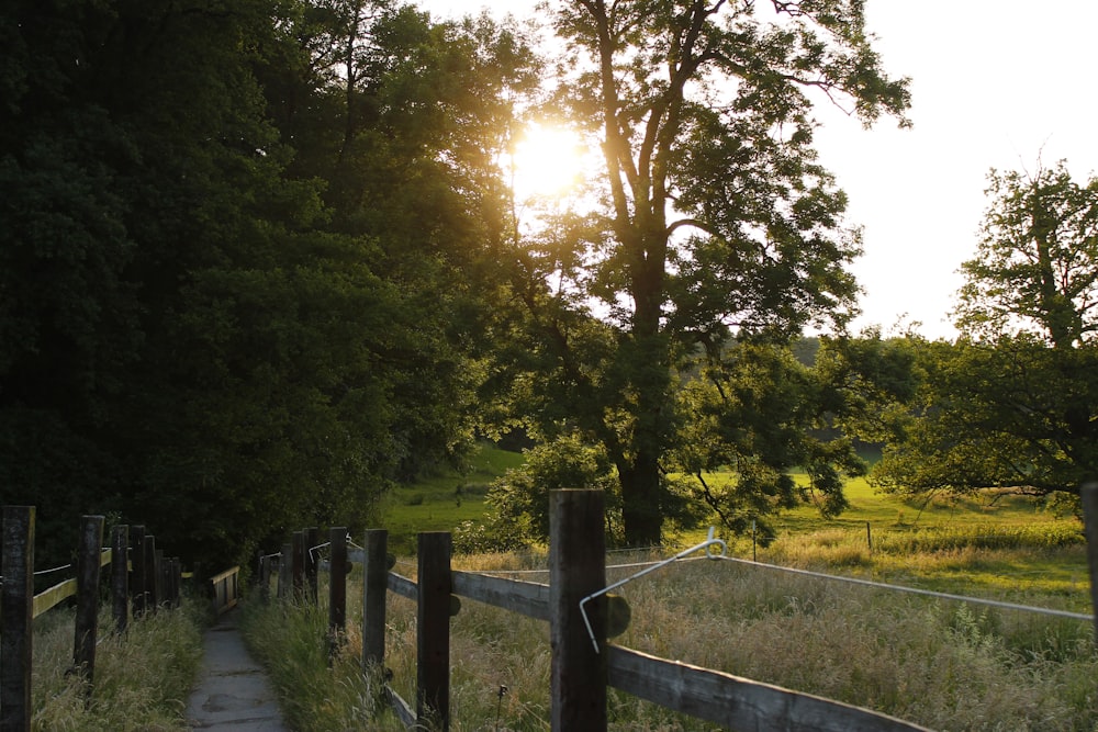 green trees beside gray wooden fence during daytime