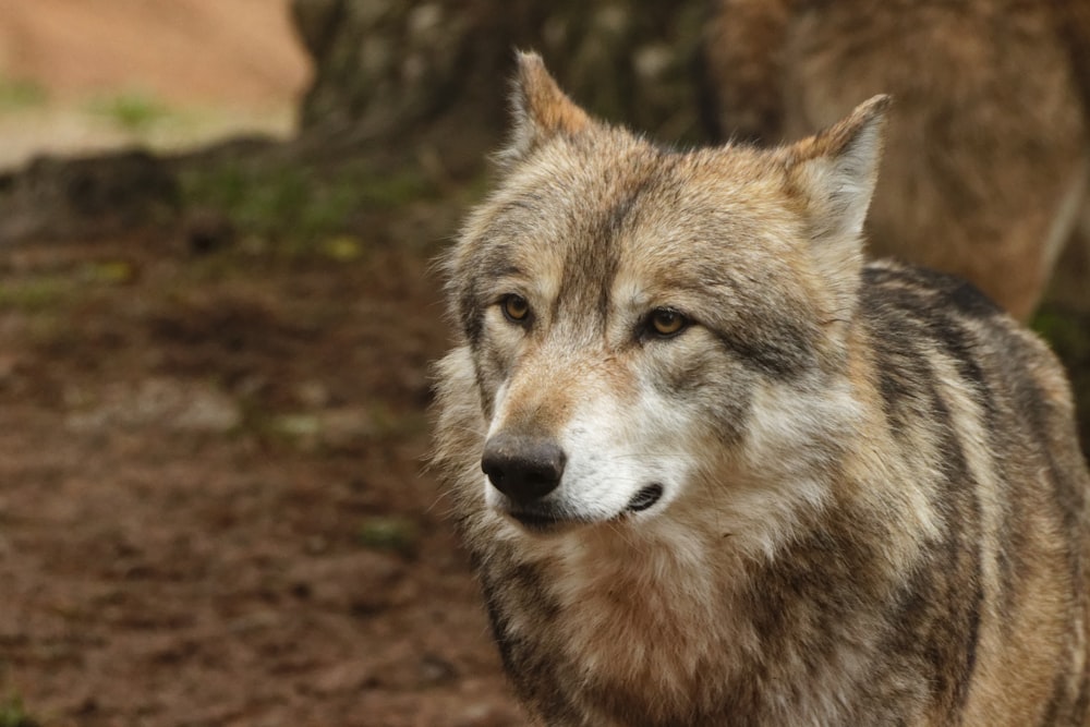 white and black wolf on brown ground