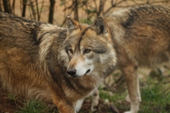 A pair of wolves stand among sparse trees and grass, one looking intently at something off-camera. Their fur is a mix of gray, brown, and white, blending with the natural surroundings. The environment appears to be a natural habitat, possibly in a forest or wooded area.