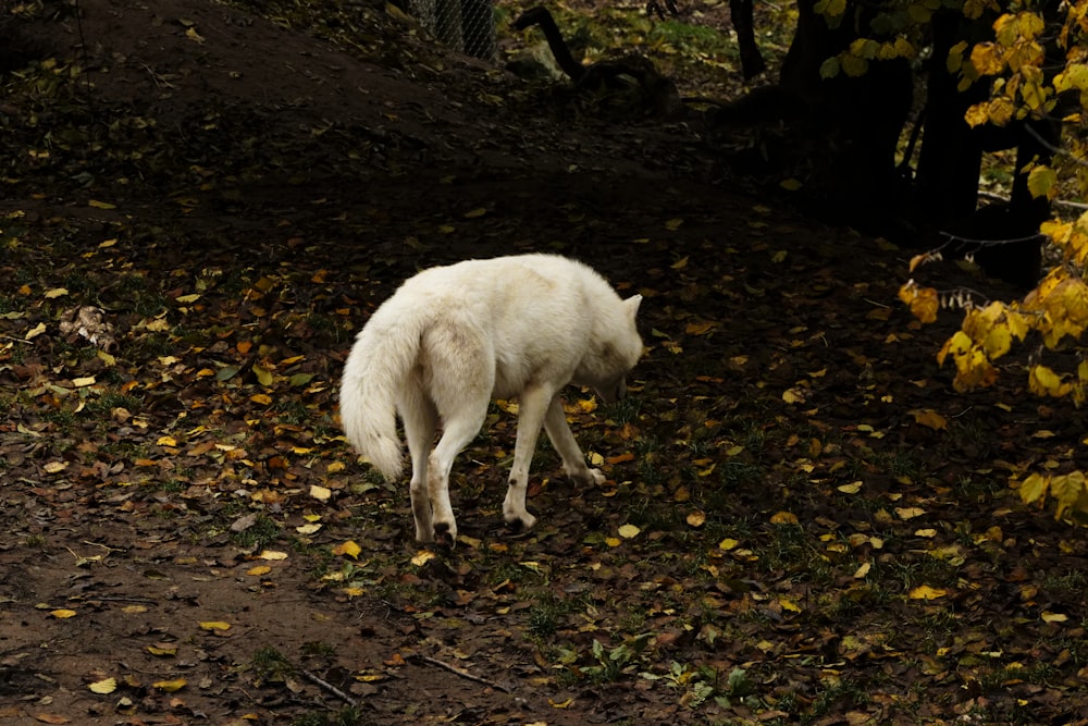 white wolf walking on dried leaves