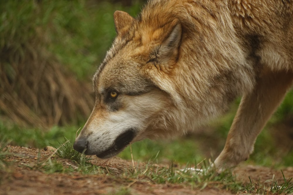 brown and black wolf on green grass during daytime