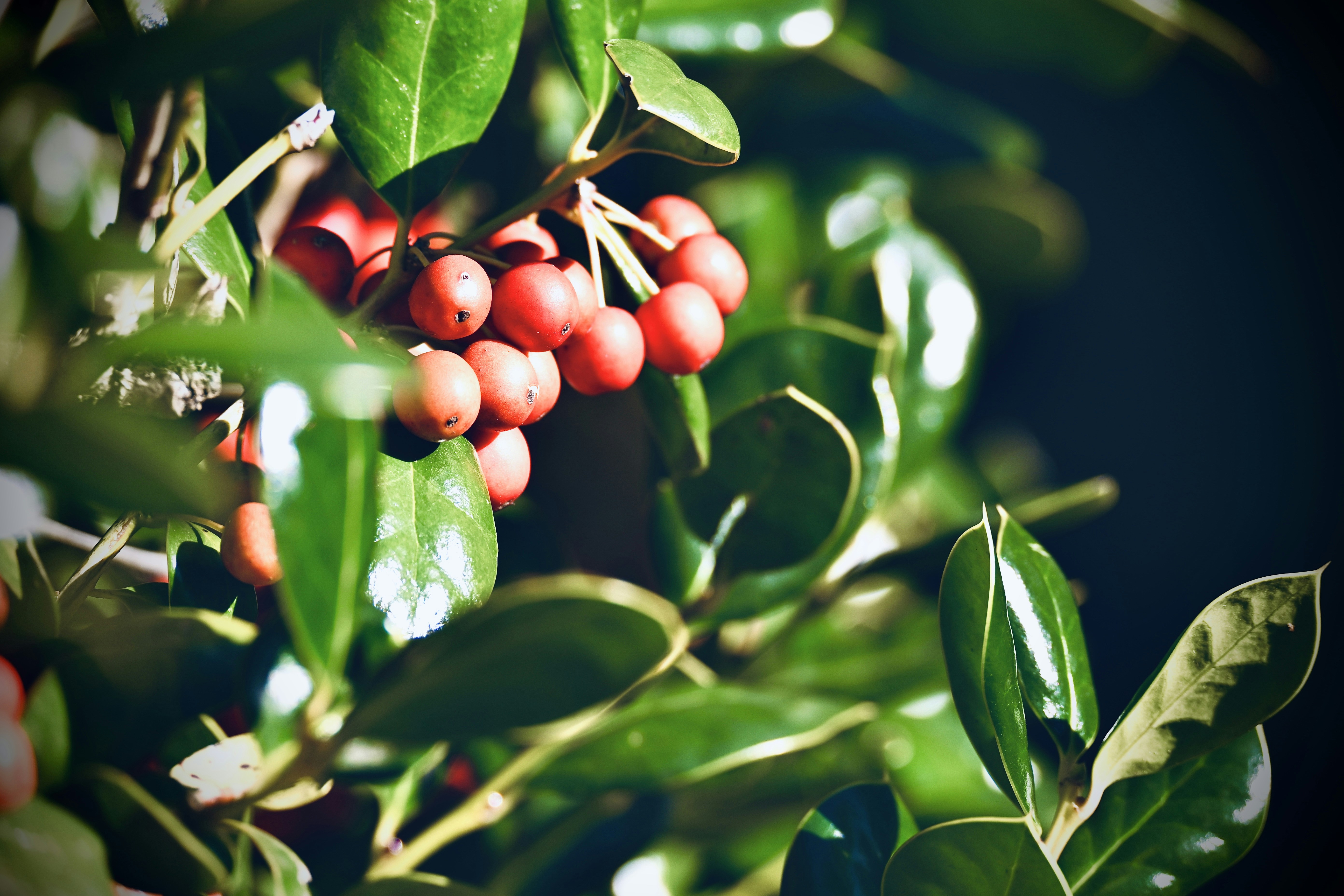 Photo by vijetha_surakanti