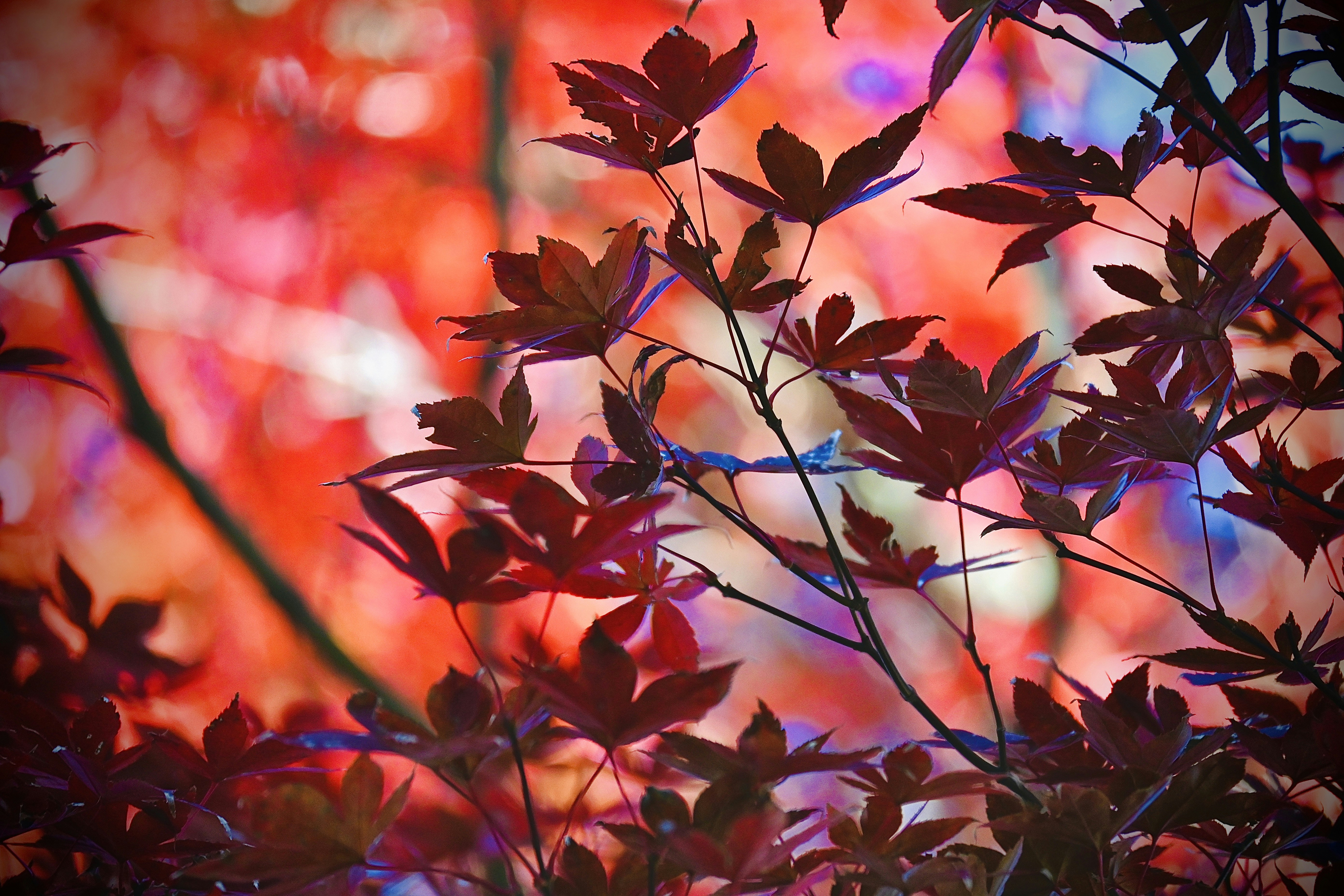 Photo by vijetha_surakanti