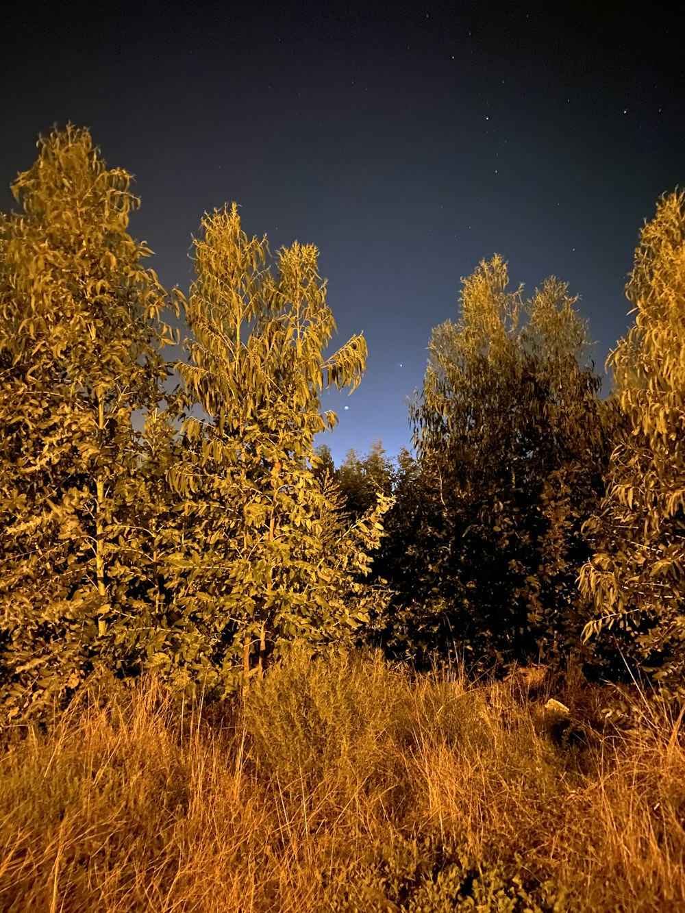 yellow leaf trees under blue sky during daytime