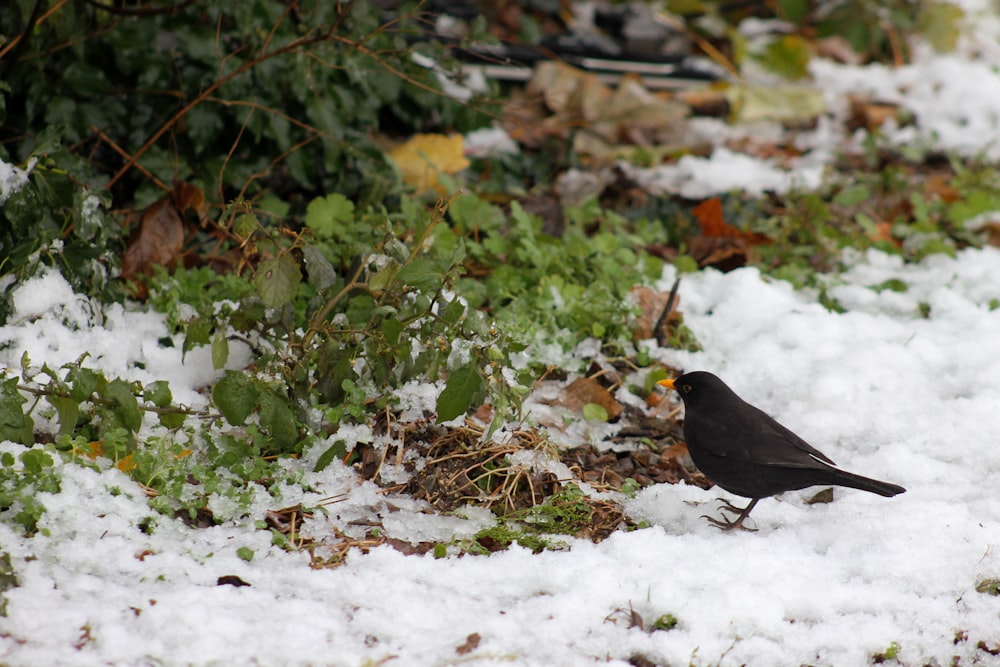 black bird on green tree branch during daytime