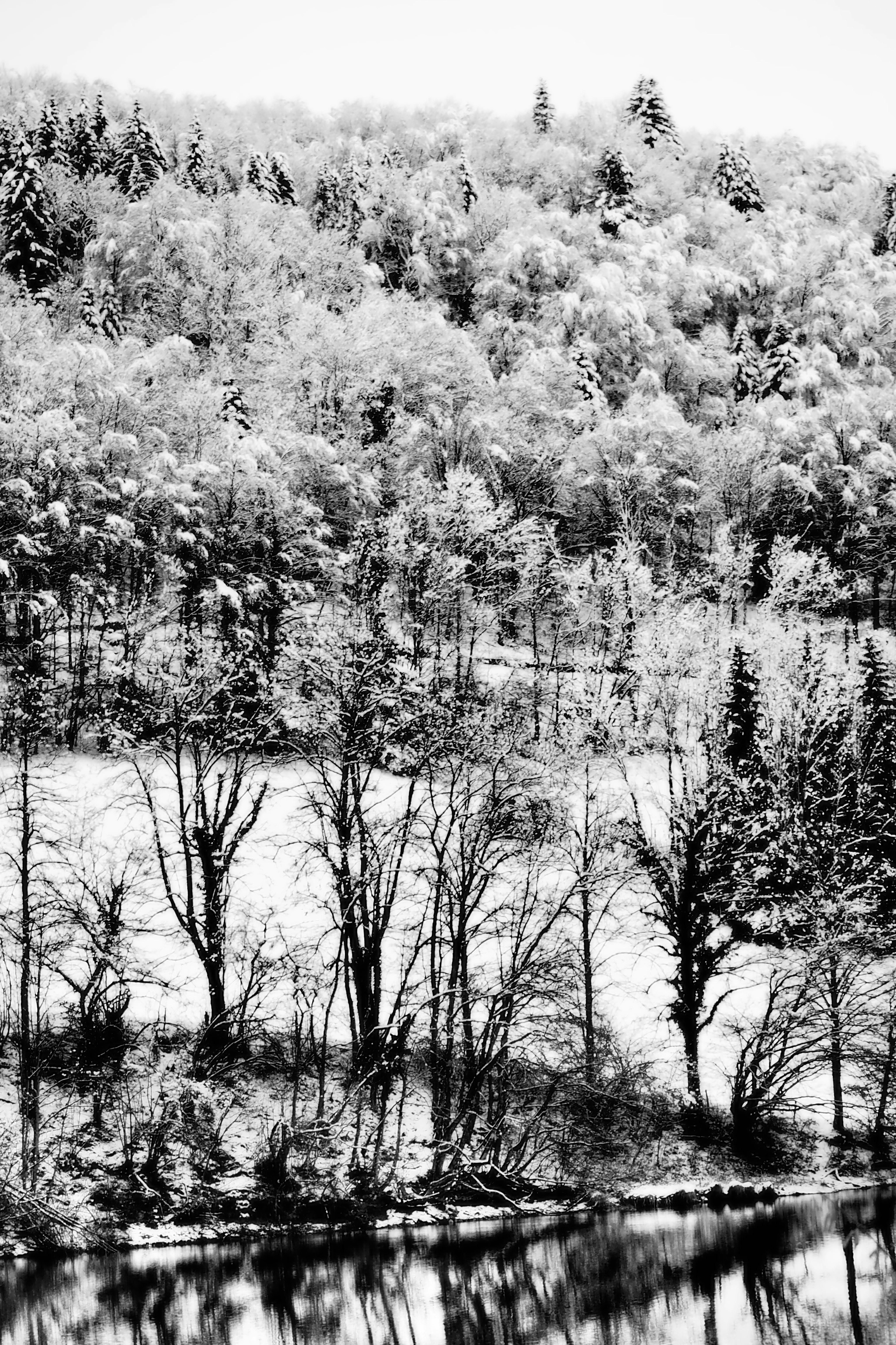 grayscale photo of trees and plants