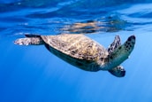 Close-up of a sea turtle swimming gracefully near the ocean surface.