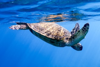 A sea turtle gracefully swims near the surface of clear blue water, with sunlight reflecting off its shell.