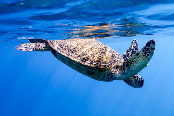 A sea turtle gracefully swims near the surface of clear blue water, with sunlight reflecting off its shell.