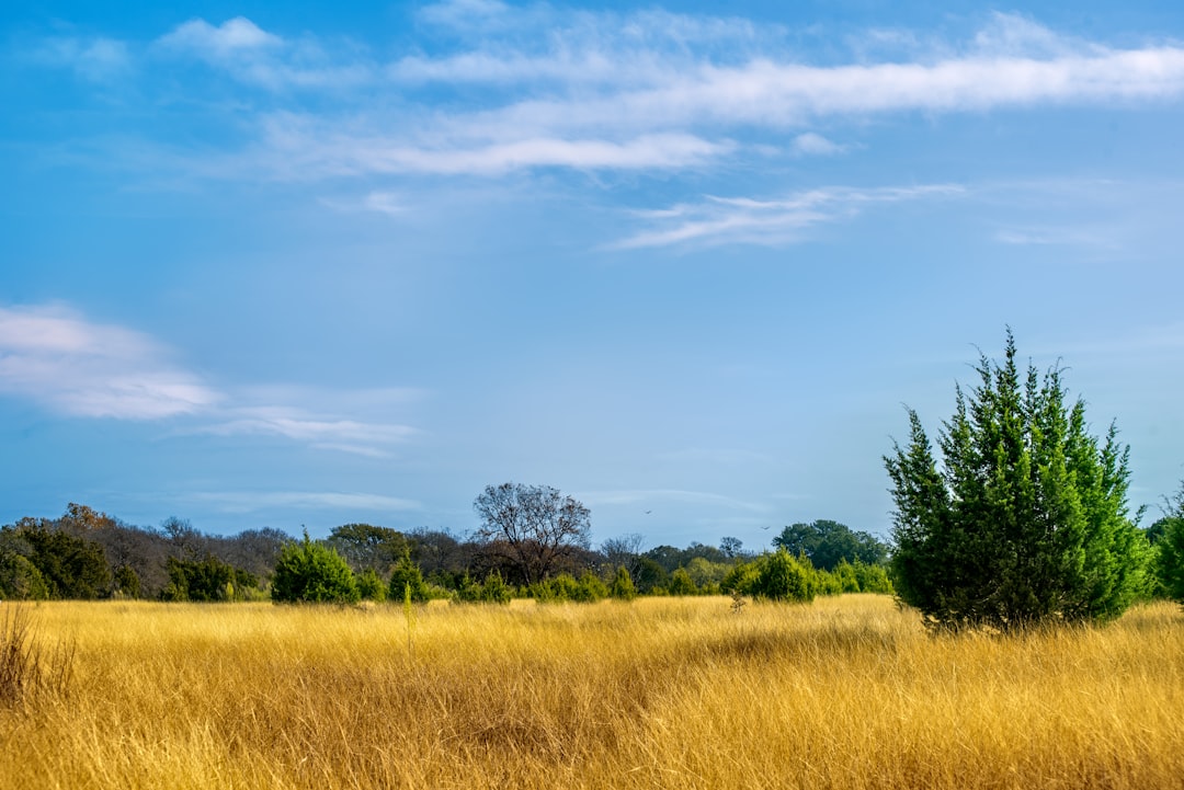 green trees under blue sky during daytime