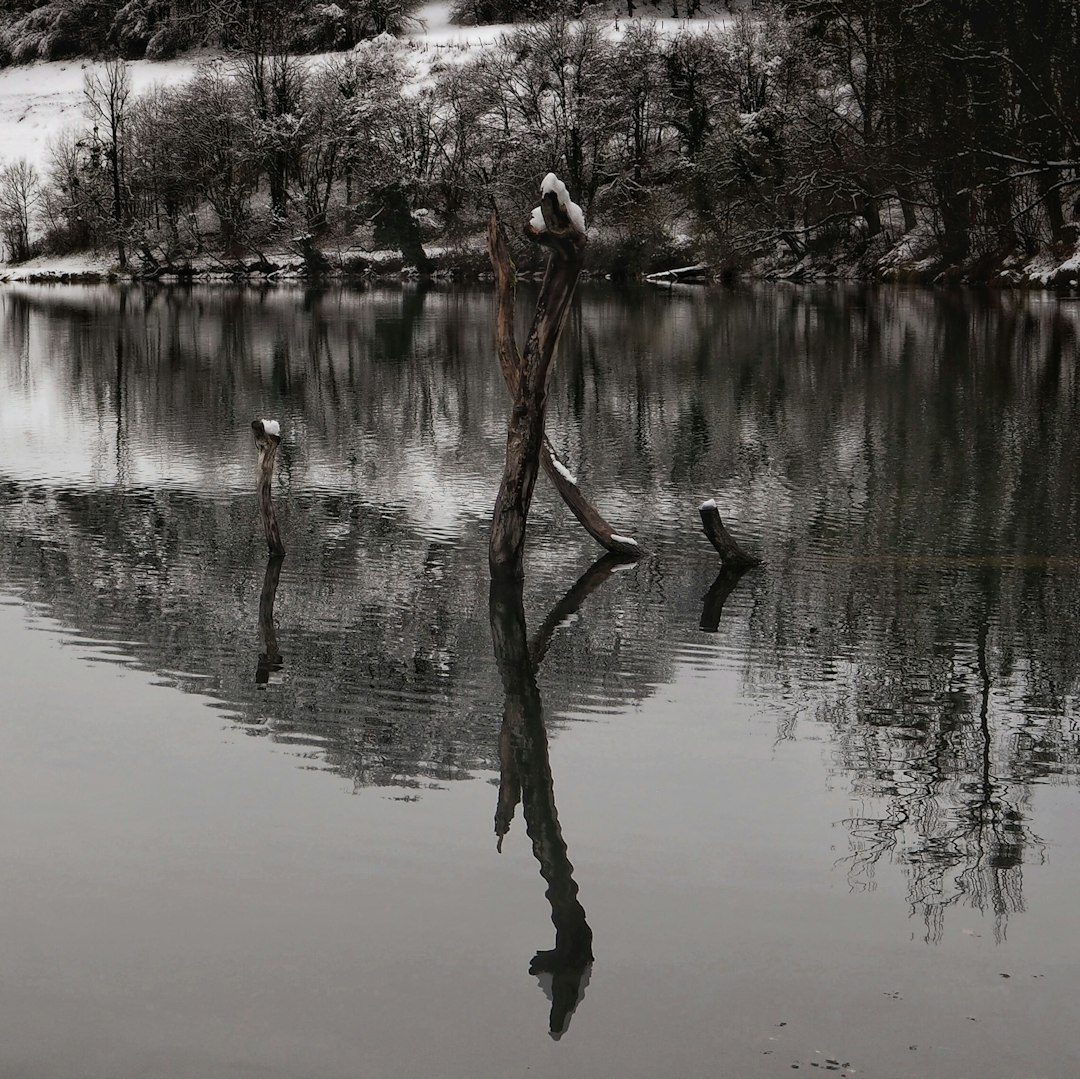 brown tree branch on body of water during daytime