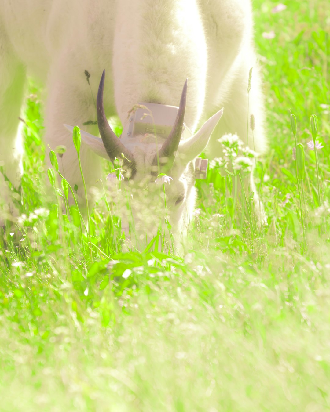 white and brown deer on green grass field during daytime