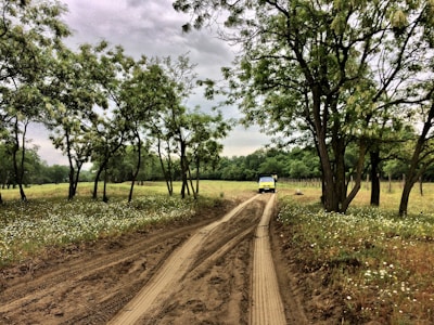 Close-up of a well-maintained dirt road leading through a forested area on a property