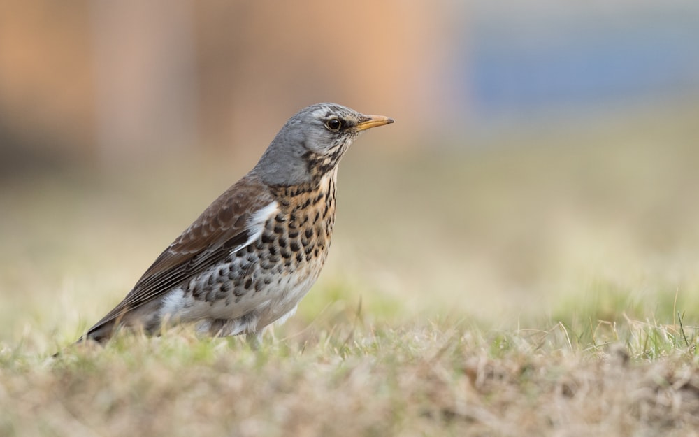 Brauner und weißer Vogel tagsüber auf grünem Gras