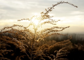 Sunlight softly illuminates delicate wildflower stems, with blurred, earthy tones of a field in the background. The warm light and intricate details of the flowers create a serene, natural scene.