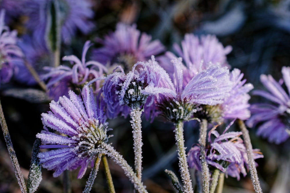 purple flower in tilt shift lens