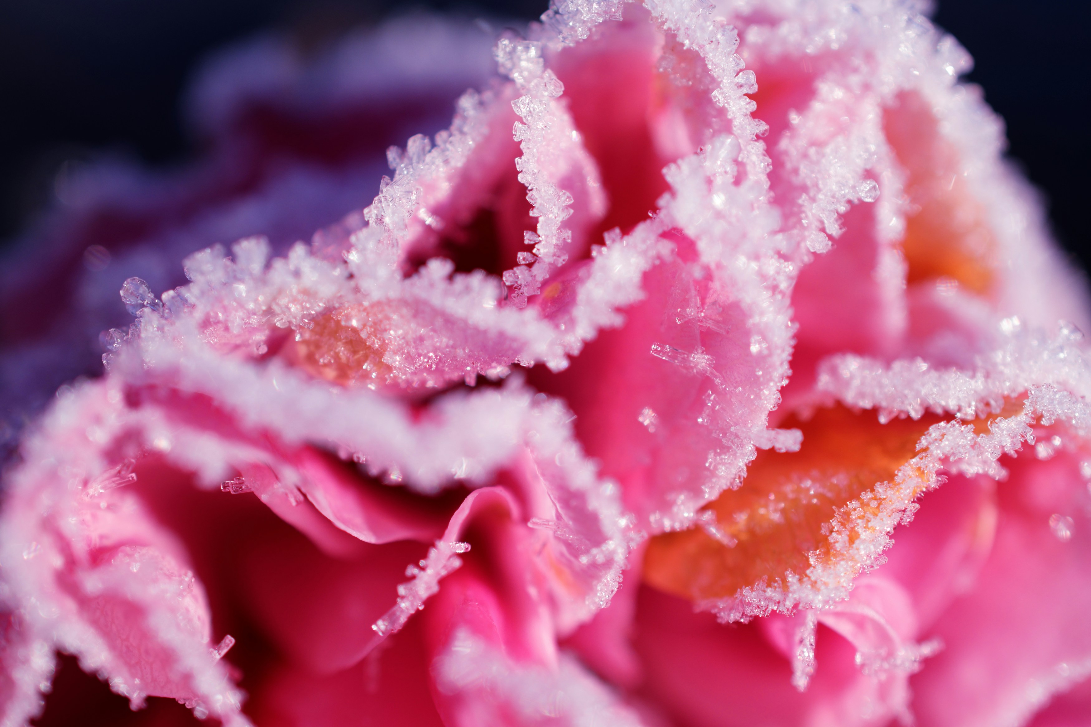 pink and white rose in bloom macro photo