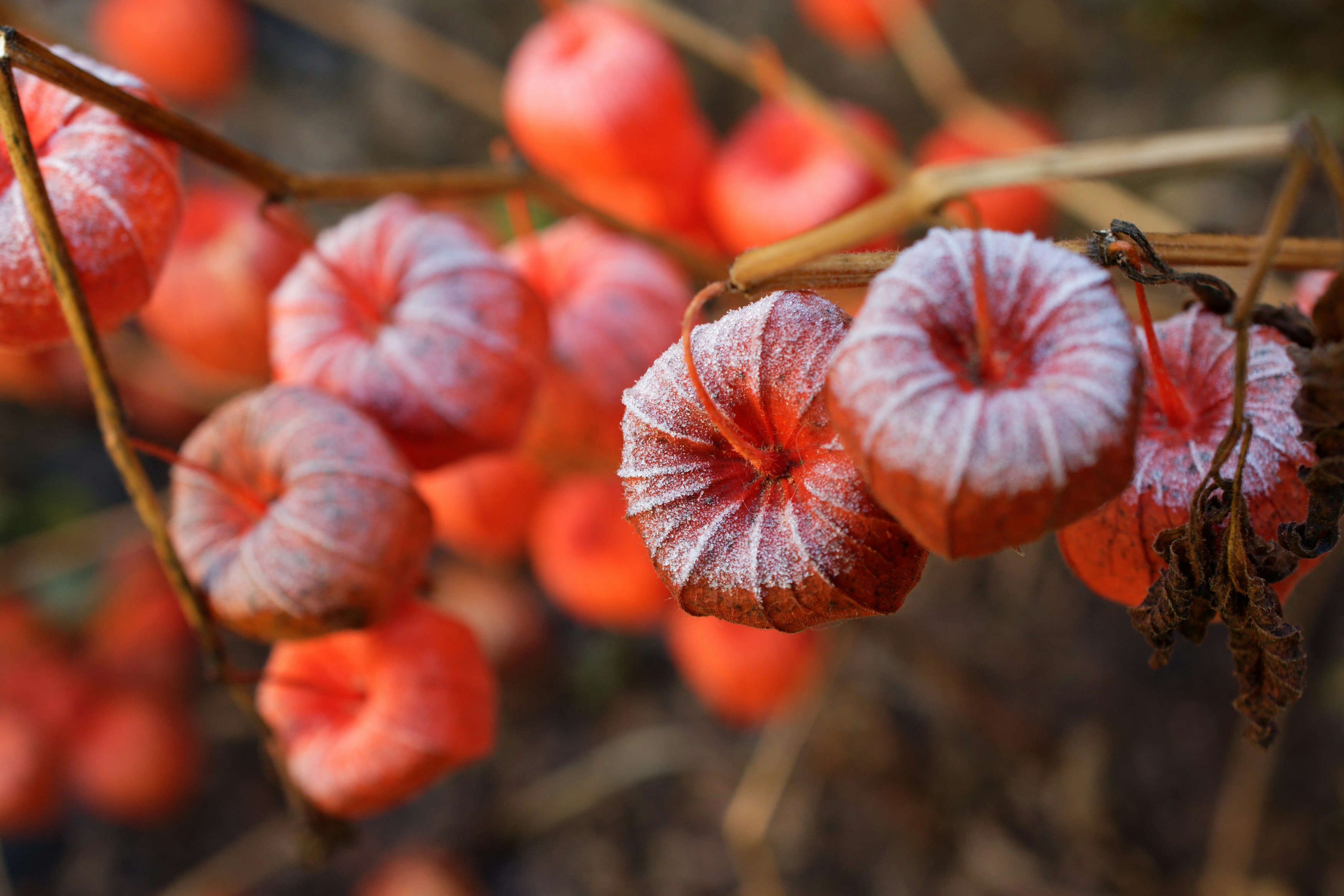 ティルト シフト レンズの赤と白の花の写真 Unsplashで見つける花の無料写真