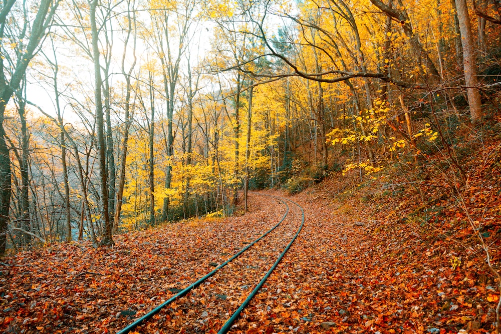 brown trees on brown soil