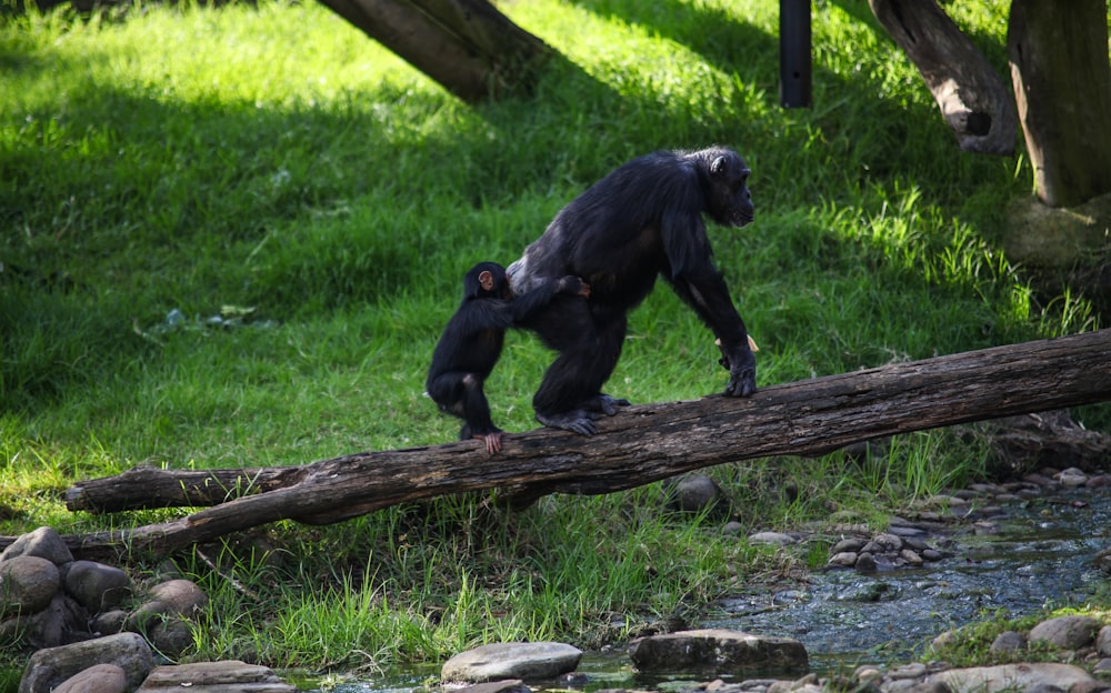 black gorilla on green grass during daytime