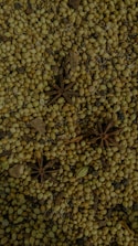 A densely packed surface of coriander seeds interspersed with star anise and other whole spices. The texture is rough and grainy, with the star anise providing a distinct star shape that contrasts with the spherical seeds.